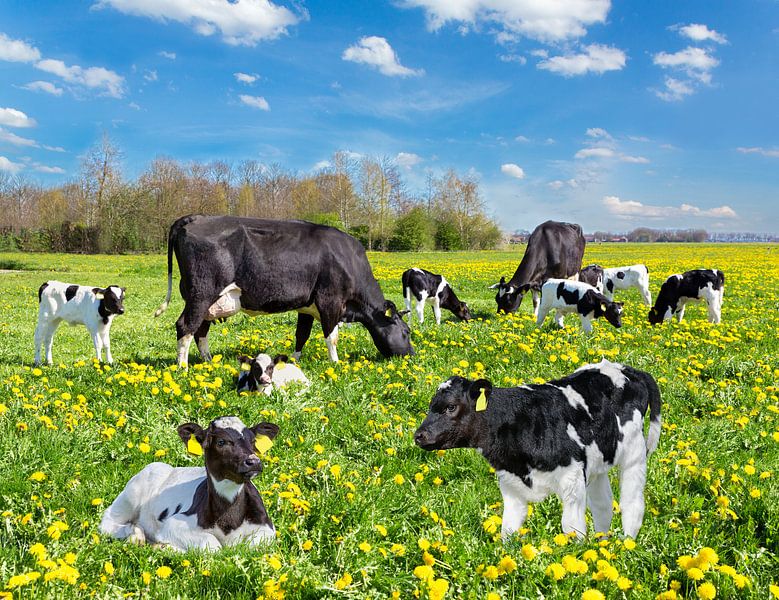 Herde von Kühen und Kälbern in europäischen Weide mit Löwenzahn von Ben Schonewille