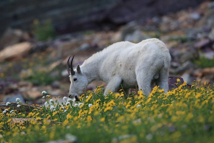 Snow goat (Oreamnos americanus), Glacier National Park, Montana, Rocky Mountains by Frank Fichtmüller