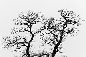 Silhouette der kahlen Eichen im Herbst