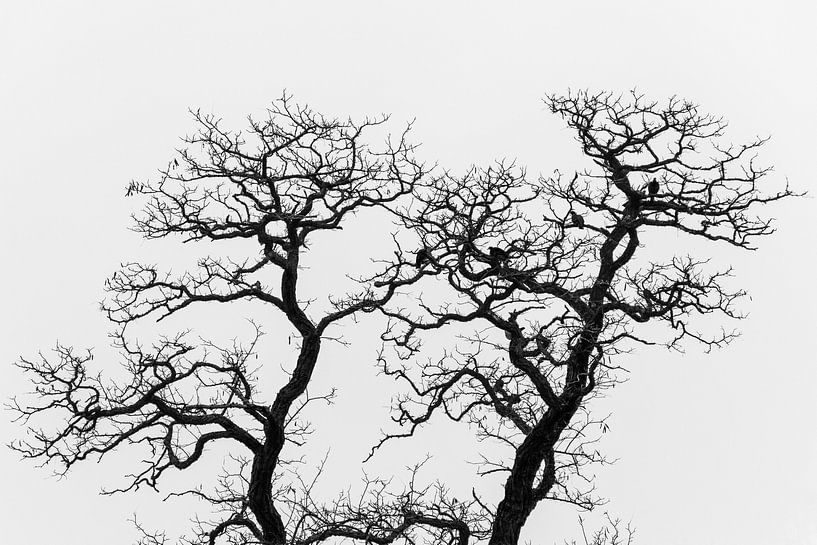 Silhouette der kahlen Eichen im Herbst von Patrick Verhoef