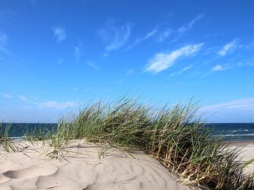 schöne Dünen von Ostsee Bilder