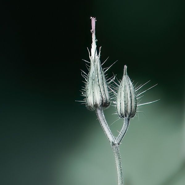 Le silence par Out of the Box Photography