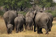 Elefanten im Okavango Delta von Dirk Rüter Miniaturansicht