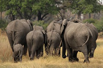 Les éléphants dans le delta de l'Okavango