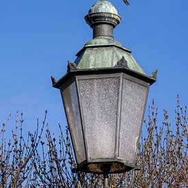 Torenvalk op een lantaarn van Teresa Bauer