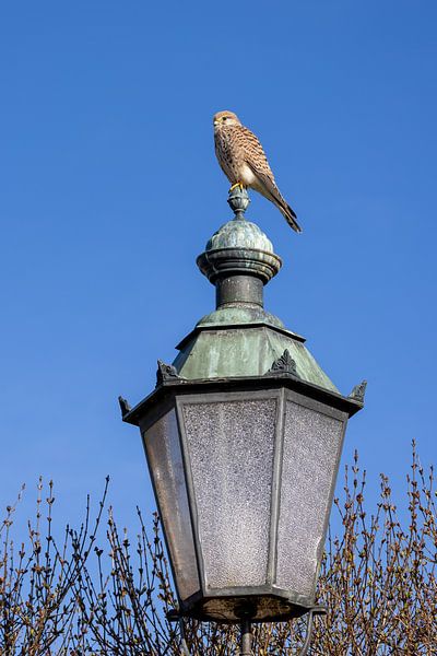 Torenvalk op een lantaarn van Teresa Bauer