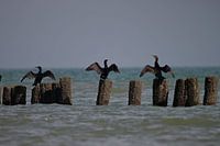 Cormorants dry their wings