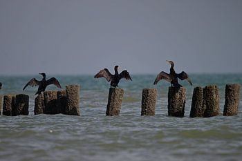 Kormorane trocknen ihre Flügel