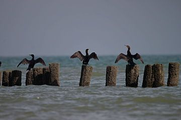 Les cormorans sèchent leurs ailes sur Ewout Coppens