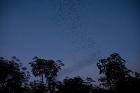 Les chauves-souris de nuit
