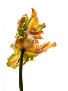 Parrot Tulip orange back