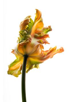 Parrot Tulip orange back van Anjo Kan