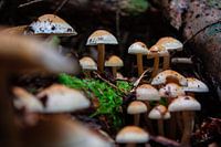 Pilze im dunklen Wald