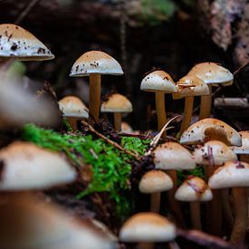 Champignons dans la forêt sombre sur Ruud Jansen