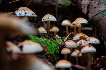 Pilze im dunklen Wald von Ruud Jansen