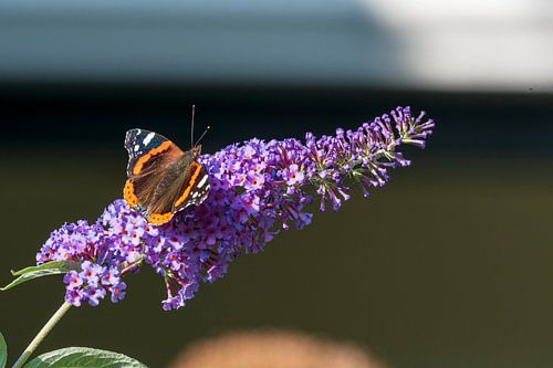 Atalanta on a butterfly bush