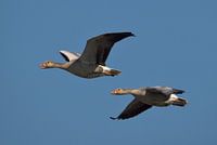 Two screamers in flight