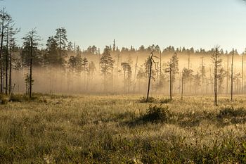 Mist in het bos