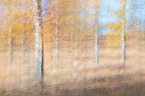 Berken in beweging