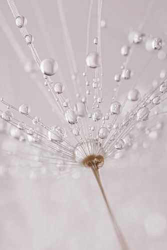 Minimalistische rust: Een pluisje met druppeltjes