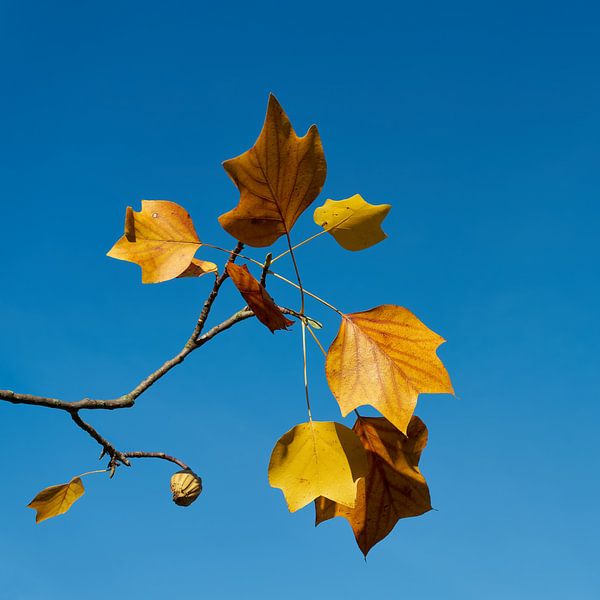Tulip tree, Liriodendron tulipifera with autumn coloration by Heiko Kueverling