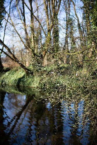 Fleur de printemps 2