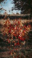 autumn leaves