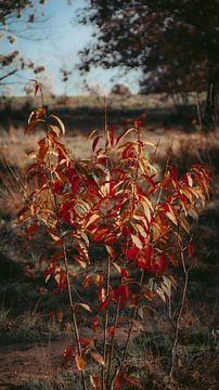 feuilles d'automne sur AciPhotography