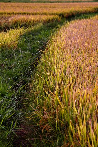 A golden harvest bathed in warm light