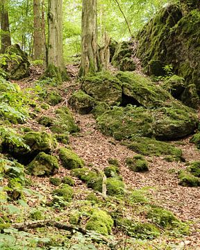Forêts et mousses dans la région de l'Eifel, Allemagne sur Eugenio Eijck