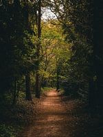 chemin sombre