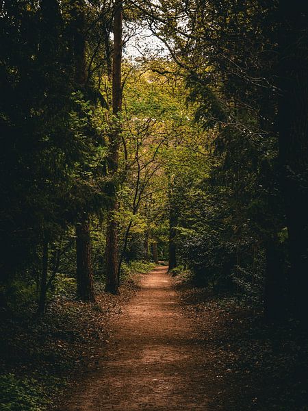 chemin sombre par snippefotografie