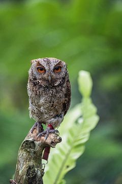 Kleine uil op stok in het bos van Perry Wiertz