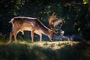 fallow deer by Pim Leijen