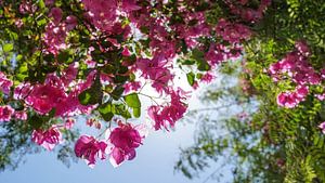 Roze bloemen in Jericho (Palestijns gebied)