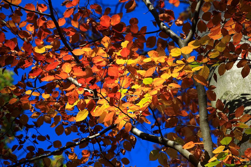 Magnificent beech by Thomas Jäger