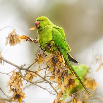 Hongerige roze parkiet van Katho Menden