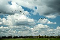 Hollands Landschap