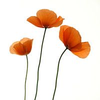 L'art des trois coquelicots
