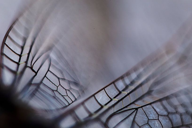 Line play wings dragonfly abstract. by Melanie Brand Photography