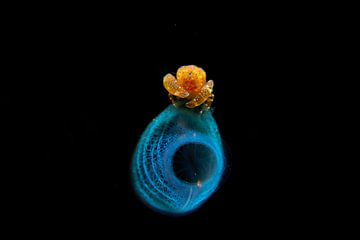 Odontonia bagginsi, Tulamben, Bali, Indonesiue