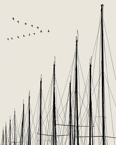 PÔLES et OISEAUX