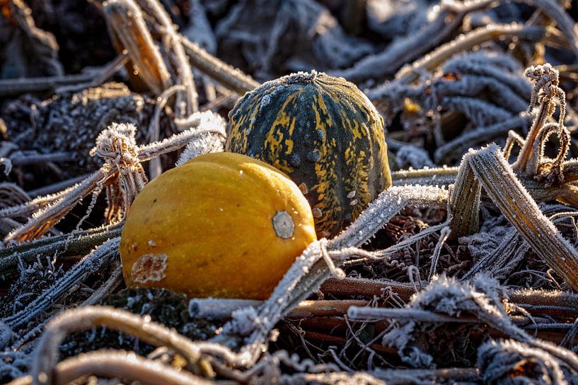 Pumpkin by Rob Boon