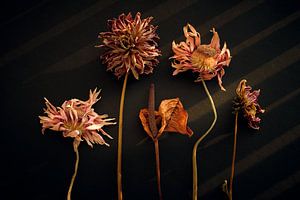 Still life of dried flowers by Karel Ham