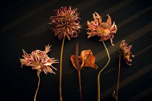 Still life of dried flowers