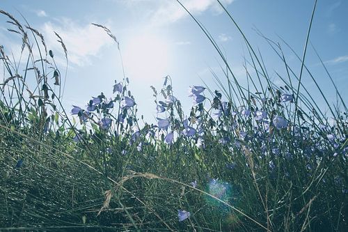 Sommerwiese