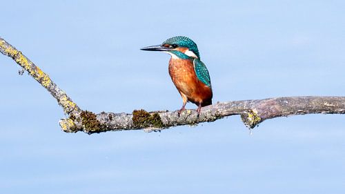 IJsvogel van Kees van den Burg
