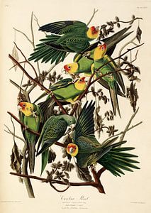 Perroquet de Caroline - Édition Teylers - Oiseaux d'Amérique, John James Audubon sur Teylers Museum