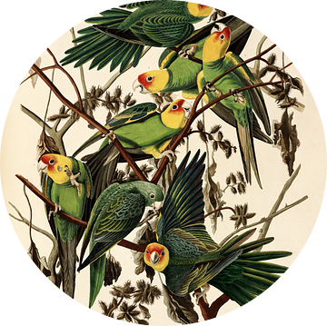 Carolina Papegaai -Teylers Edition - Birds of America, John James Audubon van Teylers Museum