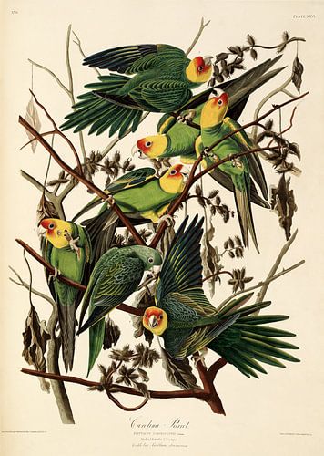 Carolina Papegaai -Teylers Edition - Birds of America, John James Audubon